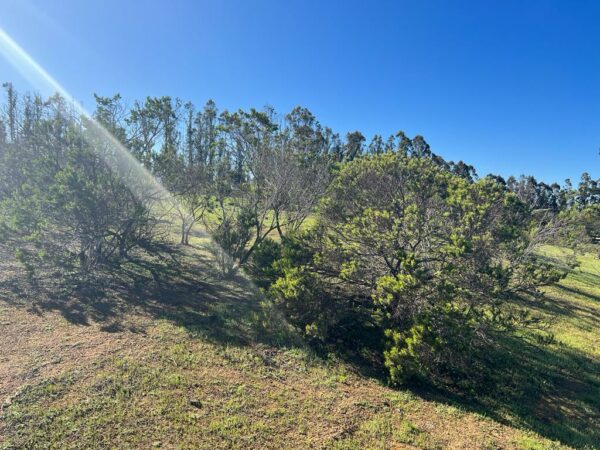Terreno en Algarrobo - Imagen 3